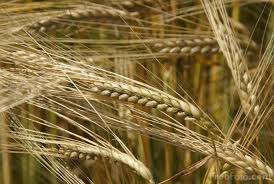 Picture of Barley Free Pictures