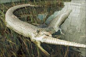 [PHOTO: This python ate too - via Daymix