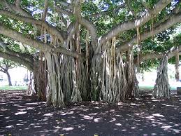 of the Banyan aerial - via Daymix