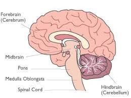      which includes the  tectum      