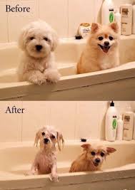 Shrinking Dogs – Before and - via Daymix