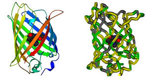      for protein  molecular evolution  