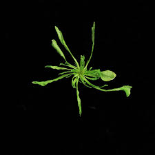 for Deveopmental Biology - via Daymix