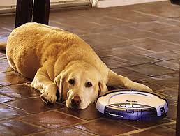   Dog   Befriends Roomba