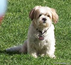 dog - via Daymix