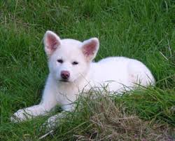 An  Akita   Inu  Puppy  