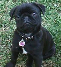 pug.jpg