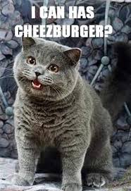 Cheezburger icon