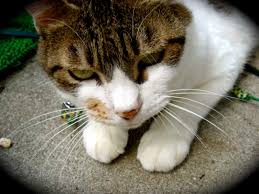 うちの猫はポチという名前だ。