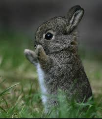 'Operation Bunny' in full