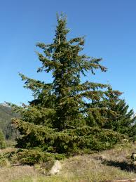 File:Pseudotsuga menziesii
