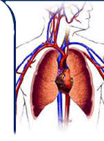 cardiovascular. - via Daymix