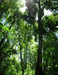 Rainforests- This website - via Daymix