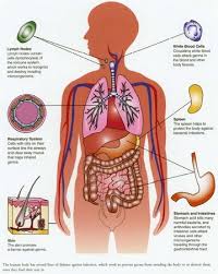 The Amazing  Human Body   Rating 