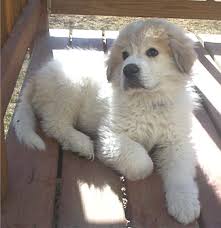   Great Pyrenees   Yeti