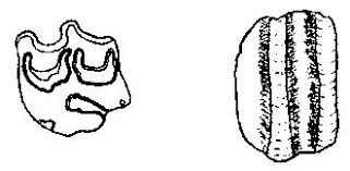 Left upper molar of  Pliohippus   sp    