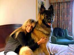 The King Shepherd  Dog   is a  rare      