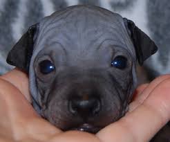 American Hairless Terriers are