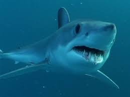 Sharks Pictures | Shark - via Daymix
