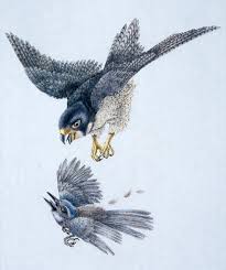  he is also the fastest animal 