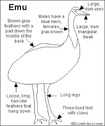 The Emu