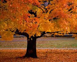 Autumn Tides - via Daymix