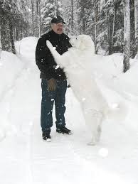 So you think you want a kuvasz