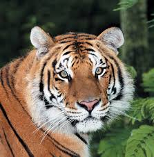   Tigers   range upward of 200lbs and    