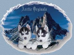 The Siberian Husky all information