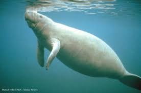 http://cars.er.usgs.gov/Education/sldshw/manatee/Image3.html