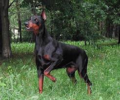  le  dogue allemand  