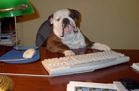 English Bulldog English Bulldogs for