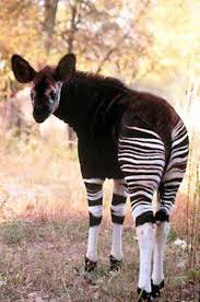 okapi pronunciation
