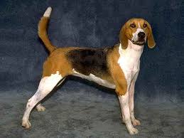 HARRIER Dog Pictures
