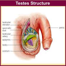 Testes Structure.