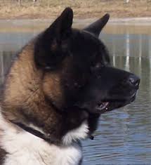 info  american    akita   nl
