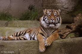 http://homepage.mac.com/wildlifeweb/mammal/sumatran_tiger/sumatran_tiger.html