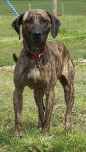   Plott   Hound  Plott   Picture
