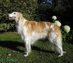 Borzoi