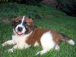      have three  Saint Bernard puppies      