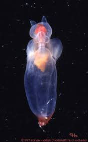 http://www.lifesci.ucsb.edu/~biolum/organism/pictures/clione.jpg