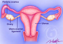   Ovulation   comes from maturation of    
