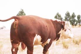 Bull shit