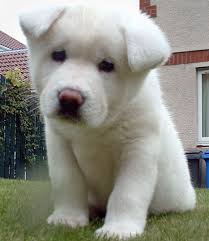 Random Puppy Picture Post  Dog      