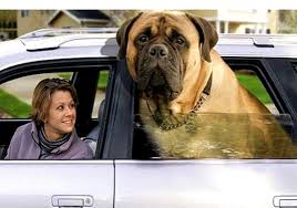 Giant English  Mastiff   goes for a    