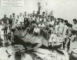 What is the  Largest   Shark Ever