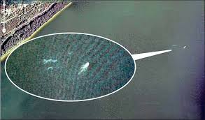 loch-ness-monster - via Daymix