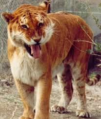 tigon chupando cámara - via Daymix