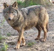 Is a crop of Image Canis lupus