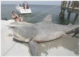 This monstrous 9 foot bull shark was